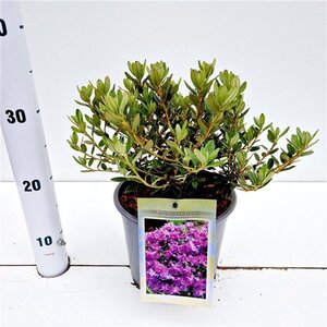 Rhododendron impeditum PAARS 25-30 cm cont. 3,0L - afbeelding 2