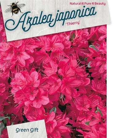 Rhododendron (AJ) 'Insurpassable' 40-50 cm cont. 10L - afbeelding 2