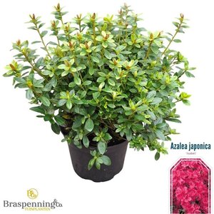 Rhododendron (AJ) 'Isabel' ROZE 25-30 cm cont. 4,0L - afbeelding 1