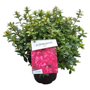 Rhododendron (AJ) 'Isabel' ROZE 25-30 cm cont. 4,0L - afbeelding 3