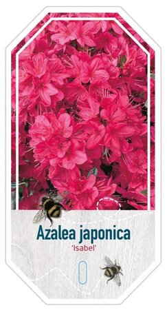 Rhododendron (AJ) 'Isabel' ROZE 40-50 cm cont. 10L