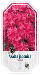 Rhododendron (AJ) 'Isabel' ROZE 40-50 cm cont. 10L