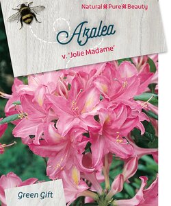 Rhododendron knaphill 'Jolie Madame' ROZE 50-60 cm cont. 10L - afbeelding 2