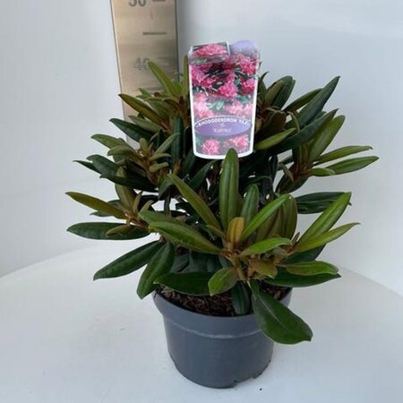 Rhododendron (Y) 'Kalinka' ROZE 25-30 cm cont. 5,0L - afbeelding 2