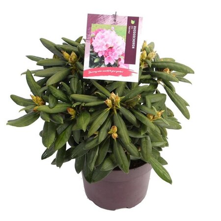 Rhododendron (Y) 'Kalinka' ROZE 25-30 cm cont. 5,0L - afbeelding 3
