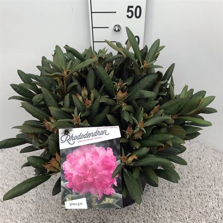 Rhododendron (Y) 'Kalinka' ROZE 30-40 cm cont. 10L - afbeelding 2