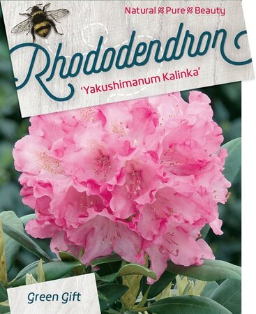Rhododendron (Y) 'Kalinka' ROZE 30-40 cm cont. 10L - afbeelding 3