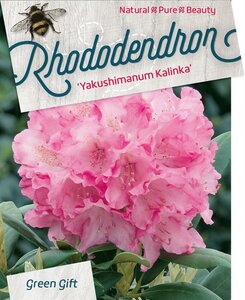Rhododendron (Y) 'Kalinka' ROZE 30-40 cm cont. 10L - afbeelding 3