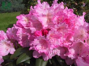 Rhododendron (Y) 'Kalinka' ROZE 30-40 cm cont. 10L