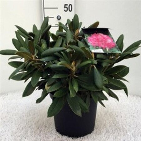Rhododendron (Y) 'Kalinka' ROZE 40-50 cm cont. 10L