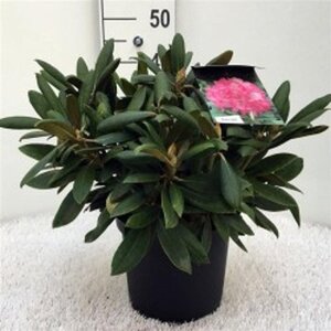 Rhododendron (Y) 'Kalinka' ROZE 40-50 cm cont. 10L