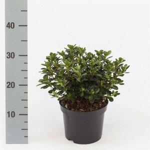 Rhododendron (AJ) 'Kermesina' ROZE 20-25 cm cont. 2,0L