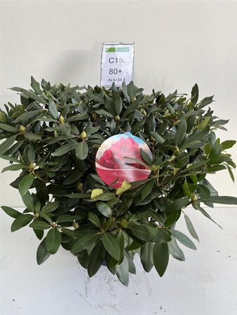 Rhododendron 'Karl Naue' ROOD 70-80 cm cont. 15L