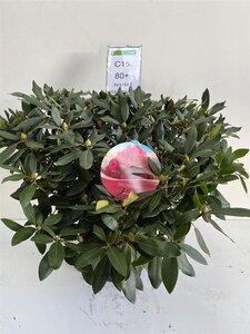 Rhododendron 'Karl Naue' ROOD 70-80 cm cont. 15L