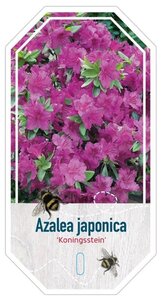 Rhododendron (AJ) 'Königstein' PAARS 40-50 cm cont. 10L - afbeelding 2