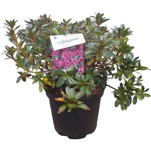 Rhododendron (AJ) 'Königstein' PAARS 40-50 cm cont. 10L - afbeelding 3