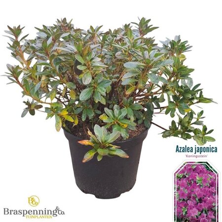 Rhododendron (AJ) 'Königstein' PAARS 40-50 cm cont. 10L - afbeelding 1