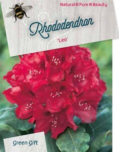 Rhododendron 'Leo' ROOD 30-40 cm cont. 10L
