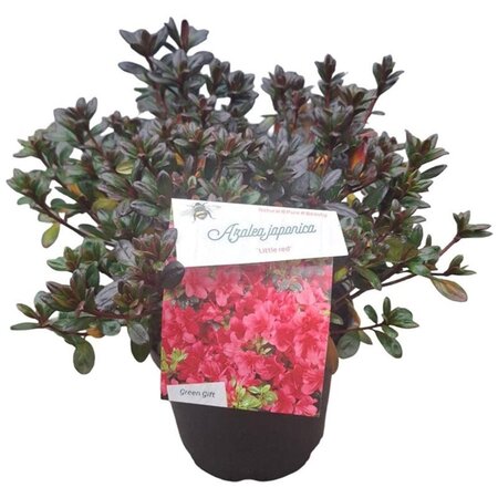 Rhododendron (AJ) 'Little Red' 25-30 cm cont. 4,0L