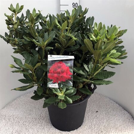 Rhododendron 'Lord Roberts' ROOD 70-80 cm cont. 30L - afbeelding 1