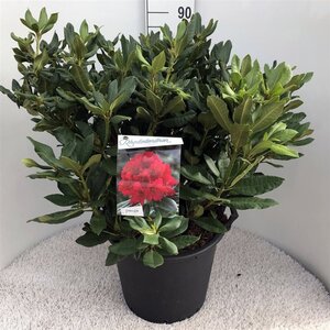 Rhododendron 'Lord Roberts' ROOD 70-80 cm cont. 30L - afbeelding 1