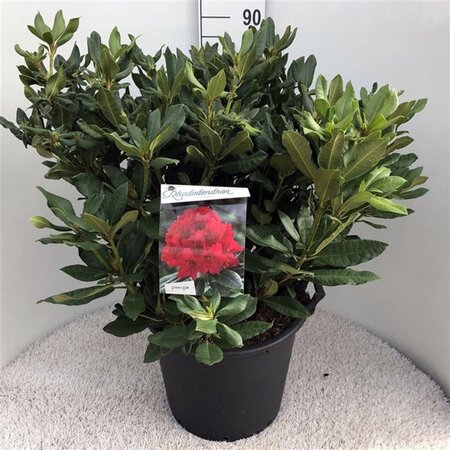 Rhododendron 'Lord Roberts' ROOD 70-80 cm cont. 30L - afbeelding 1