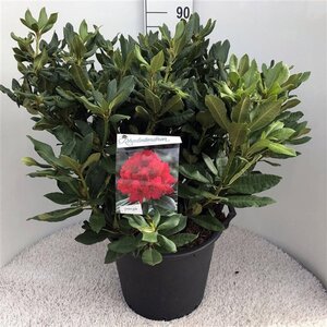 Rhododendron 'Lord Roberts' ROOD 70-80 cm cont. 30L