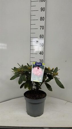 Rhododendron (Y) 'Marlis' 25-30 cm cont. 5,0L - afbeelding 1