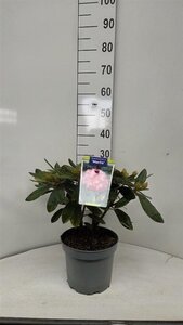 Rhododendron (Y) 'Marlis' 25-30 cm cont. 5,0L