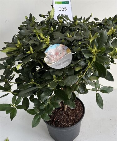 Rhododendron 'Mrs Ch. E. Pearson' 90-100 cm cont. 25L
