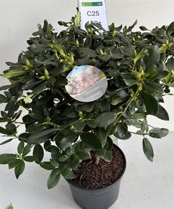 Rhododendron 'Mrs Ch. E. Pearson' 90-100 cm cont. 25L