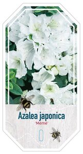 Rhododendron (AJ) 'Mémé' WIT 25-30 cm cont. 4,0L - afbeelding 2