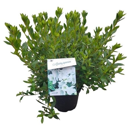 Rhododendron (AJ) 'Mémé' WIT 25-30 cm cont. 4,0L - afbeelding 3