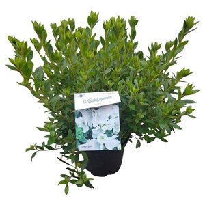 Rhododendron (AJ) 'Mémé' WIT 25-30 cm cont. 4,0L - afbeelding 3
