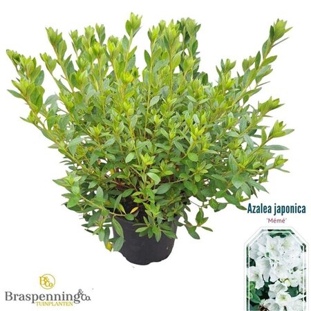 Rhododendron (AJ) 'Mémé' WIT 25-30 cm cont. 4,0L - afbeelding 1