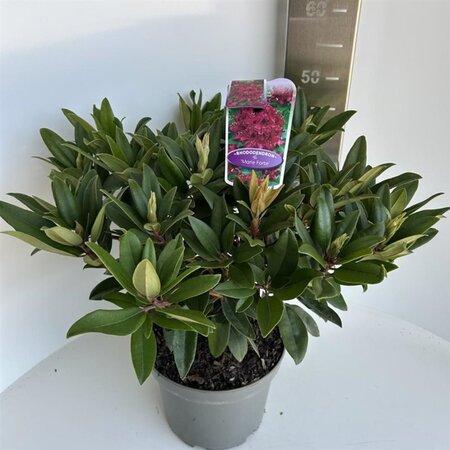 Rhododendron 'Marie Forte' ROOD 40-50 cm cont. 5,0L - afbeelding 1