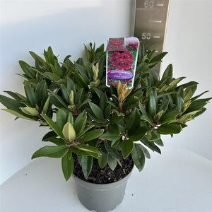 Rhododendron 'Marie Forte' ROOD 40-50 cm cont. 5,0L