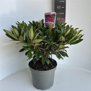 Rhododendron 'Marie Forte' ROOD 40-50 cm cont. 5,0L - afbeelding 2