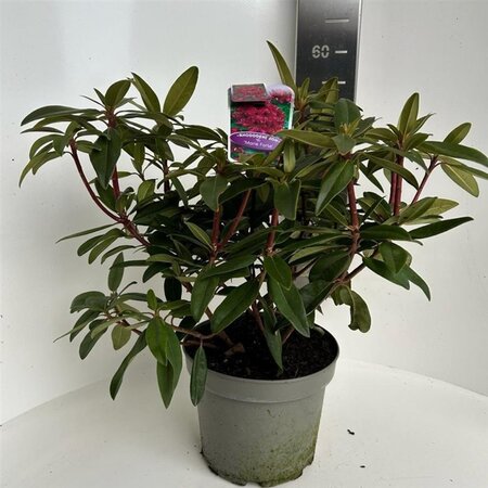 Rhododendron 'Marie Forte' ROOD 40-50 cm cont. 5,0L - afbeelding 1