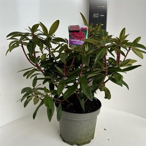 Rhododendron 'Marie Forte' ROOD 40-50 cm cont. 5,0L - afbeelding 1