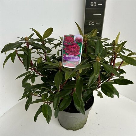 Rhododendron 'Marie Forte' ROOD 40-50 cm cont. 5,0L - afbeelding 2