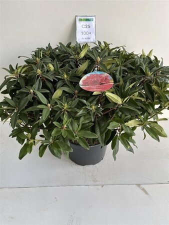 Rhododendron 'Marie Forte' ROOD 90-100 cm cont. 25L