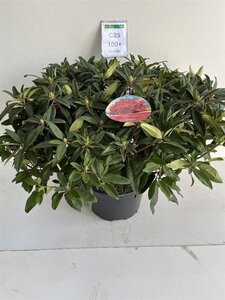 Rhododendron 'Marie Forte' ROOD 90-100 cm cont. 25L