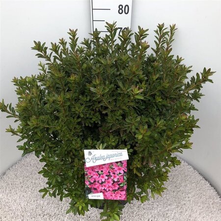 Rhododendron (AJ) 'Madame van Hecke' ROZE 50-60 cm cont. 20L - afbeelding 1