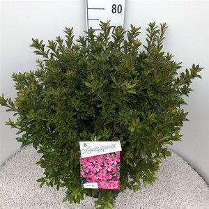 Rhododendron (AJ) 'Madame van Hecke' ROZE 50-60 cm cont. 20L - afbeelding 1