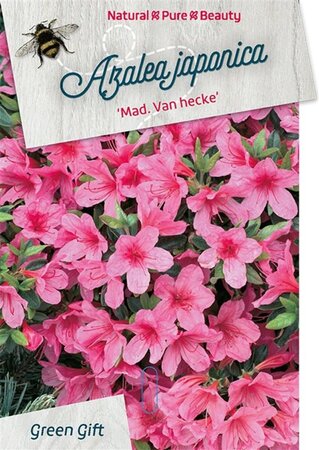 Rhododendron (AJ) 'Madame van Hecke' ROZE 50-60 cm cont. 20L - afbeelding 1