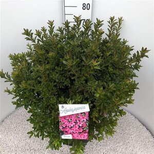 Rhododendron (AJ) 'Madame van Hecke' ROZE 50-60 cm cont. 20L - afbeelding 2