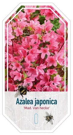 Rhododendron (AJ) 'Madame van Hecke' ROZE 50-60 cm cont. 20L - afbeelding 3