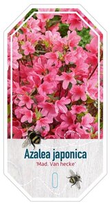 Rhododendron (AJ) 'Madame van Hecke' ROZE 70-80 cm cont. 40L - afbeelding 2