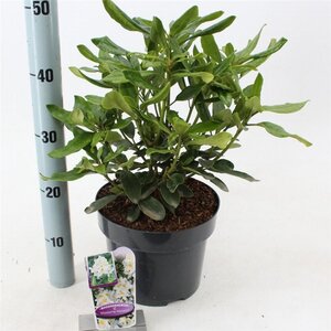 Rhododendron 'Madame Masson' WIT 30-40 cm cont. 5,0L - afbeelding 2